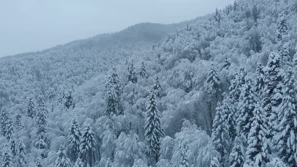 Aerial shot: spruce and pine winter forest completely covered by snow.