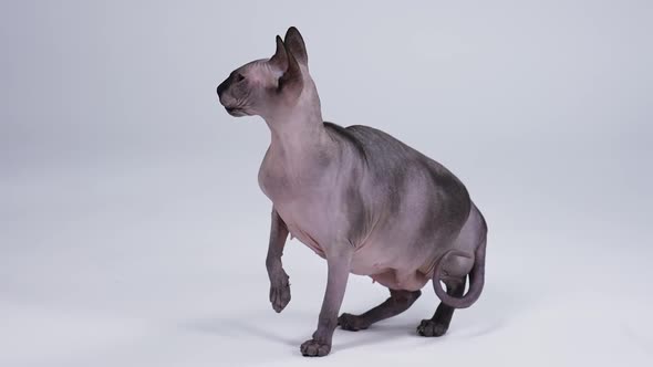 Cat of the Canadian Sphynx Breed Posing on a Gray Background in the Studio