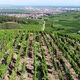 Parallel rows of vineland at top of hill, green vineyards seen at plan ahead - VideoHive Item for Sale