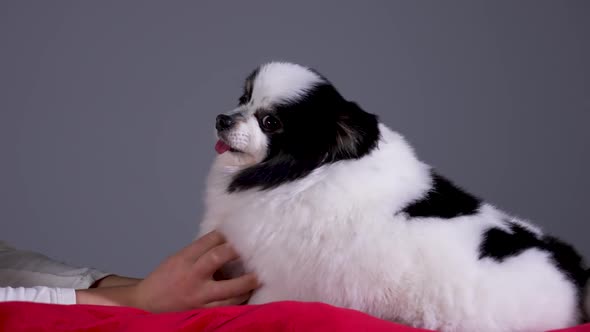 Side View of a Black and White Pomeranian Spitz Lying on a Red Pillow in the Studio on a Gray