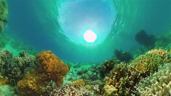 Coral Reef Fish Underwater