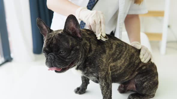 Smiling Woman Veterinarian Examining Dog with Stethoscope in Clinic