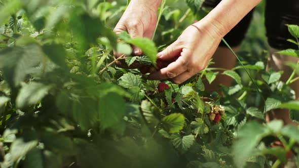 A Man Plucked Berries From A Bush.