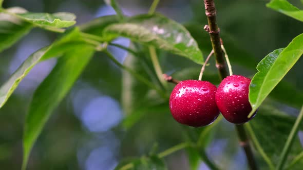 Two Ripe Wet Cherries Hang From a Tree Branch