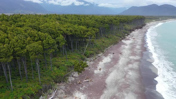 Remote New Zealand Forest