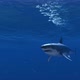 Great White Shark crosses the screen - VideoHive Item for Sale