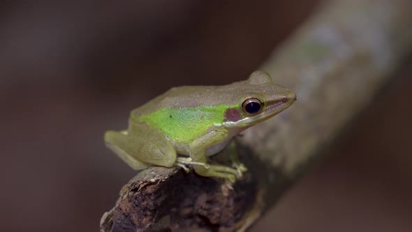 Malayan White-lipped Tree Frog sitting on tree branch in jungle. Night safari in tropical rainforest