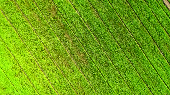 4K Aerial view of agriculture in rice fields for cultivation