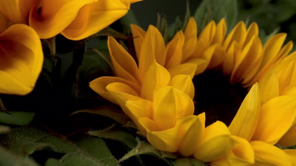 Rotating Footage of Sunflowers