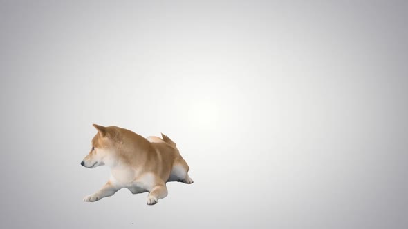 Shiba Inu Puppy Walking Away on Gradient Background
