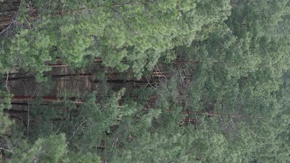 Vertical Video of Pine Forest Aerial View Slow Motion