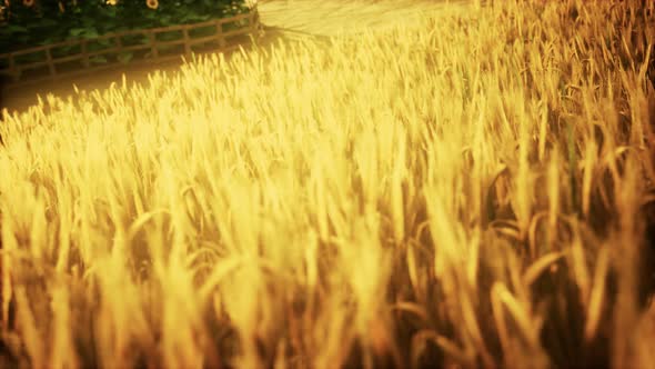 Golden Wheat Field and Sunny Day