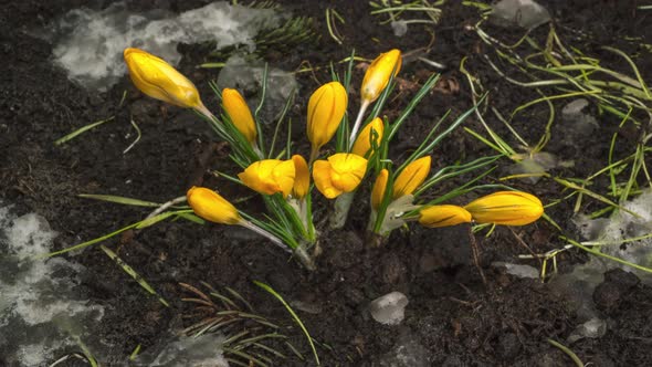 Yellow Crocus Bloom Spring Flower