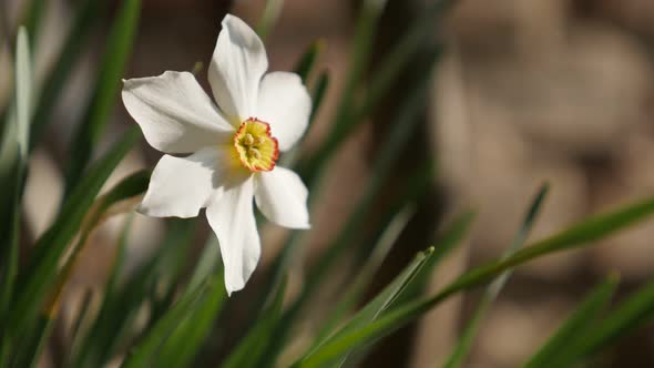 Shallow DOF pheasants eye daffodil plant and brick wall 4K 2160p 30fps UltraHD footage - Close-up of