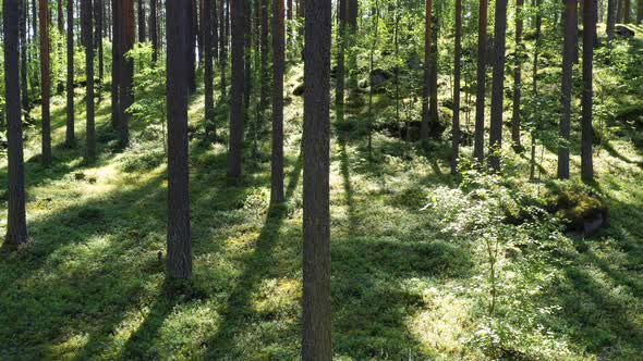 Beautiful Summer forest