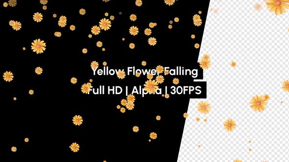 Yellow Sunflower Falling with Alpha