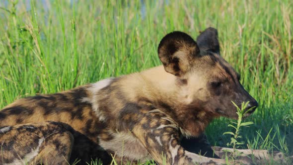 African Painted Dog Lying On The Grass Near Khwai River In Botswana, South Africa. Close Up