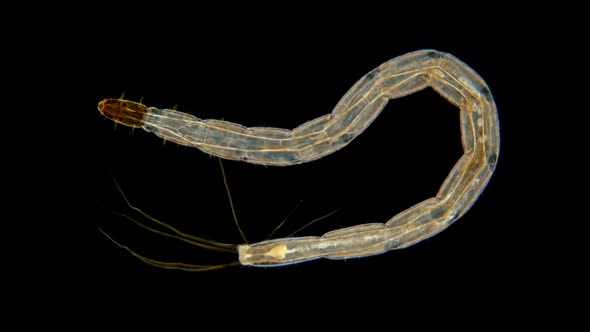 Larva Biting Midges of Under a Microscope