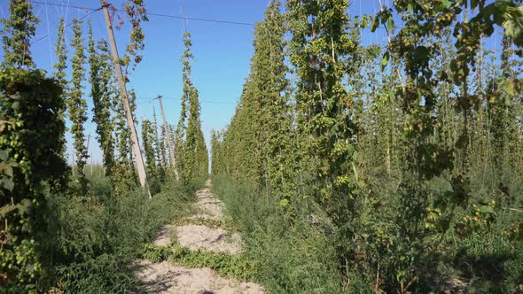 First-Person Walk Through the Hop Field