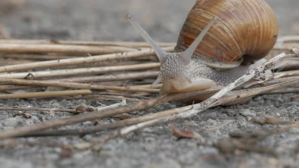 Snail is crossing the street