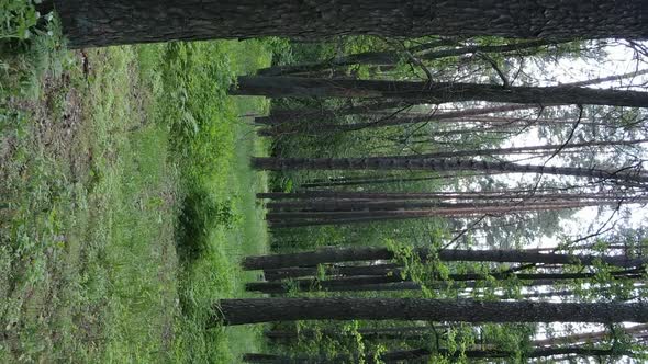 Vertical Video Aerial View Inside a Green Forest with Trees in Summer