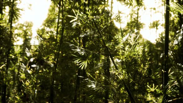 Green Bamboo Forest in Hawaii