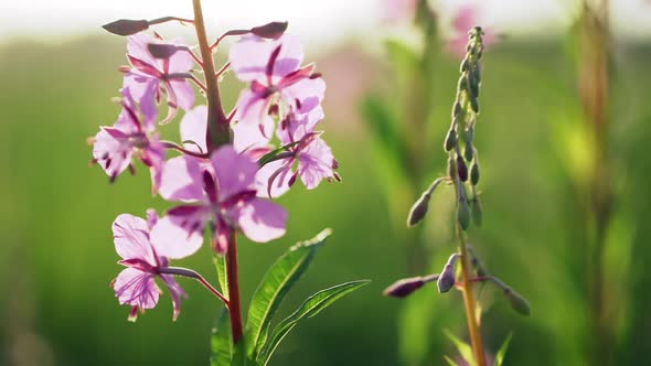 Flowers Of Fireweed In Early Morning