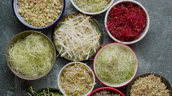 Top View of Various Kinds Microgreens Sprouts in Colorful Bowls