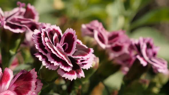 Colorful carnation plant details close-up 4K 2160p 30fps UltraHD footage - Deep pink  Dianthus caryo