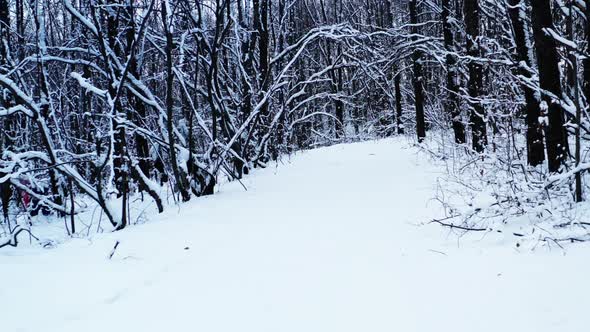 Winter Forest Snow Path