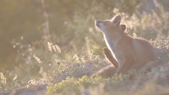 Red fox cub Vulpes vulpes. In the wild on against the sun