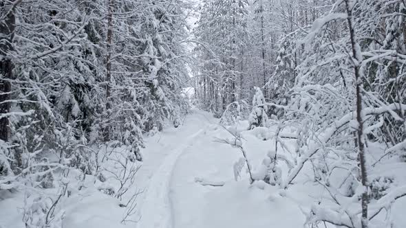 Walk along the forest trail in winter with trees beautifully covered with snow