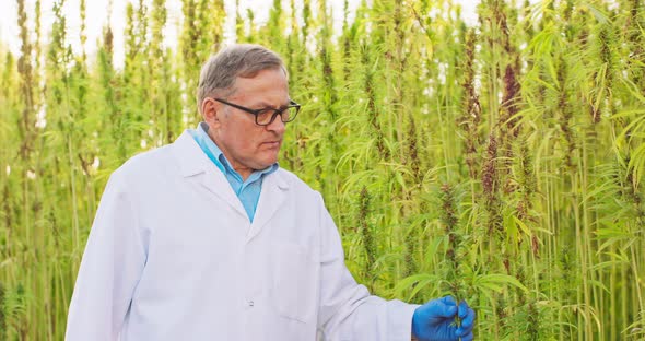 Portrait of Scientist Checking and Analizing Hemp Plants Concept of Herbal Alternative Medicinecbd