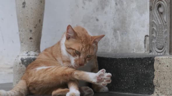 Homeless Red Cat in Africa on the Street of Dirty Stone Town Zanzibar