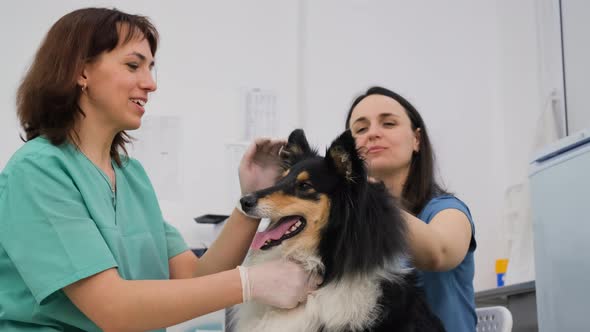 Handsome Vet Doctor Examining Collie in Clinic