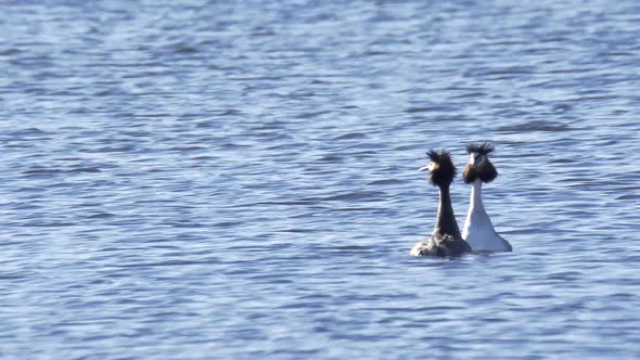 Great Crested Grebes Mating Dance