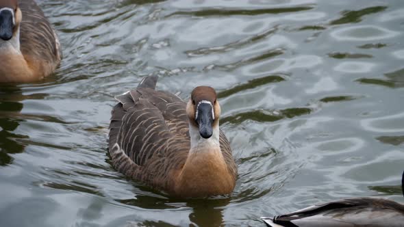 A Flock of Geese Enjoy a Swim on a Autumn Day