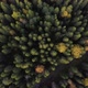 Summer Early Autumn in Forest Aerial Top View - VideoHive Item for Sale