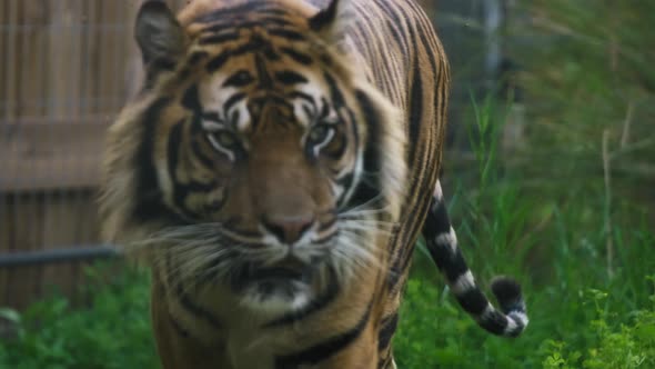 Tiger walking restlessly in the zoo