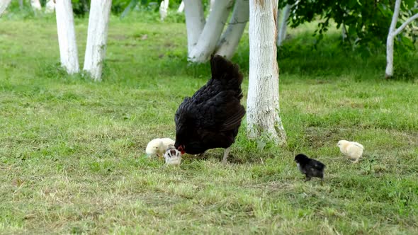 View of a Mother Hen with Several Chicks in a Backyard