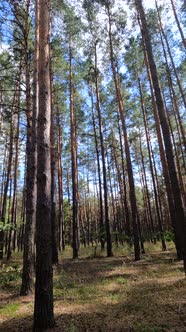 Vertical Video of a Forest with Tall Pines