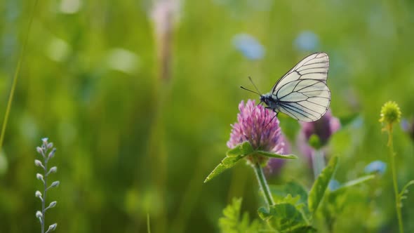 cabbage butterfly. sitting on a flower soon flies away,