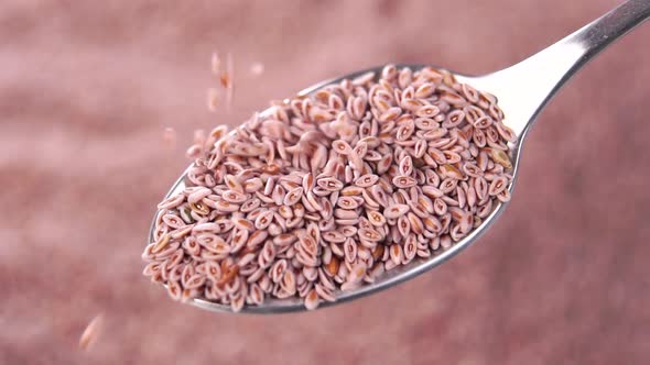 Full spoon of psyllium grain nutritional supplement. Falling dry Indian isabgol seeds