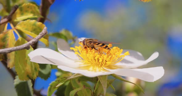 Hoverflies Flower Flies or Syrphid Flies Insect Family Syrphidae