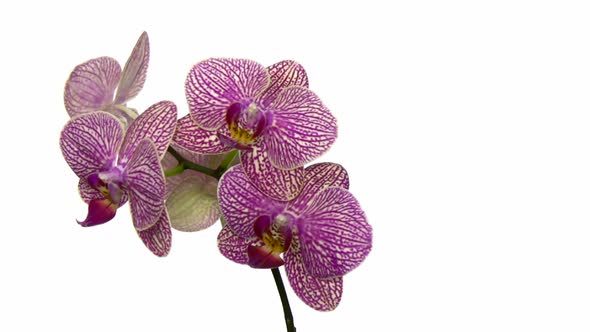 Rotating purple mottled orchid, seamless loop