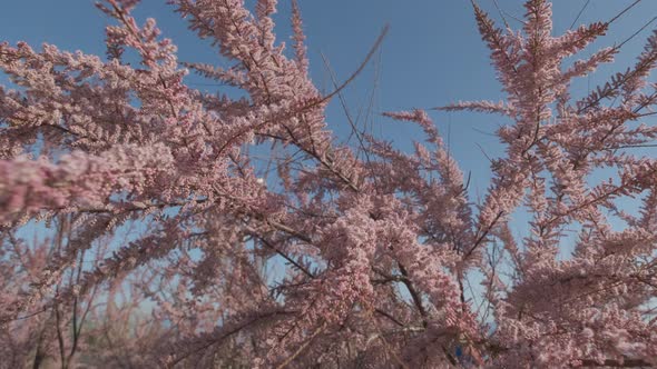 Spring Blossoming Judas Tree