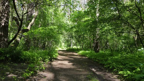 Beautiful Green Forest on a Summer Day Slow Motion