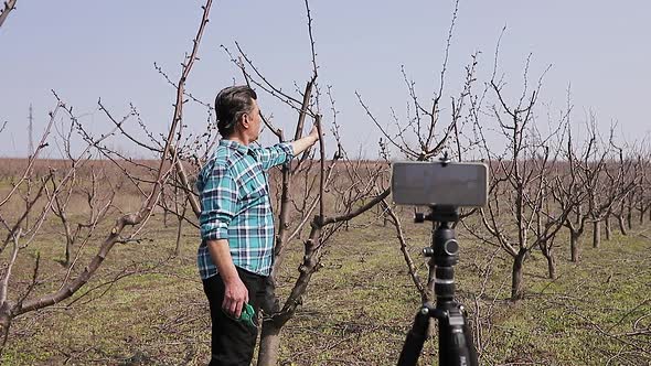 Young Farmer Pruning Fruit Tree in Spring