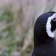 Magellanic penguin - VideoHive Item for Sale