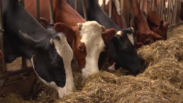 Cows On Farm